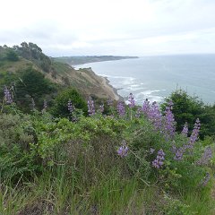 GirlsWildCat 005 : GirlsWildCat